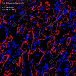 Anti-Osteopontin Mouse mAb - 50 µL