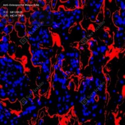 Anti-Osteopontin Mouse mAb - 50 µL