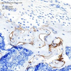 Anti-Osteopontin Mouse mAb - 100 µL