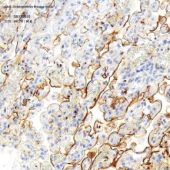 Anti-Osteopontin Mouse mAb - 100 µL