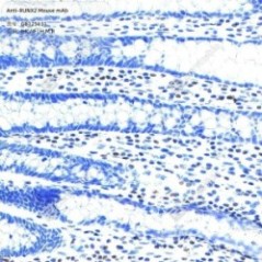 Anti-RUNX2 Mouse mAb - 50 µL