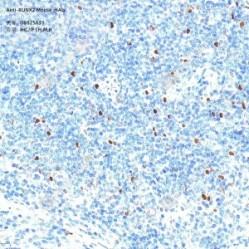 Anti-RUNX2 Mouse mAb - 50 µL