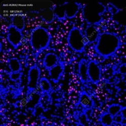 Anti-RUNX2 Mouse mAb - 50 µL
