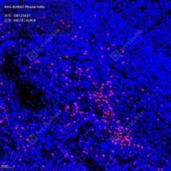 Anti-RUNX2 Mouse mAb - 50 µL