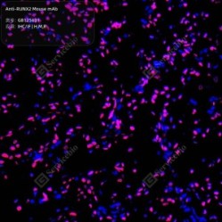 Anti-RUNX2 Mouse mAb - 50 µL