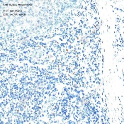 Anti-RUNX2 Mouse mAb - 100 µL