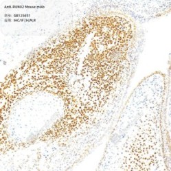 Anti-RUNX2 Mouse mAb - 100 µL