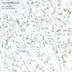 Anti-RUNX2 Mouse mAb - 100 µL