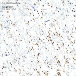Anti-RUNX2 Mouse mAb - 100 µL