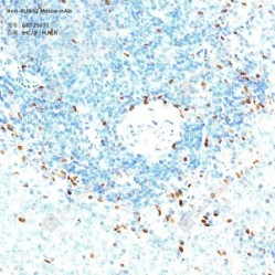 Anti-RUNX2 Mouse mAb - 100 µL