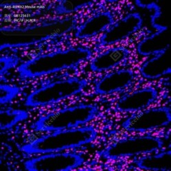 Anti-RUNX2 Mouse mAb - 100 µL