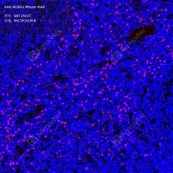Anti-RUNX2 Mouse mAb - 100 µL