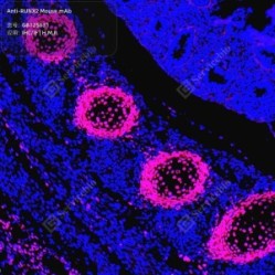 Anti-RUNX2 Mouse mAb - 100 µL