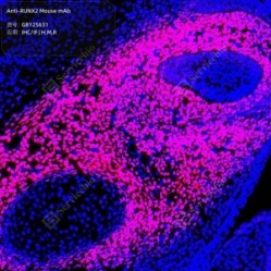 Anti-RUNX2 Mouse mAb - 100 µL