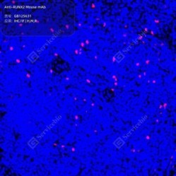 Anti-RUNX2 Mouse mAb - 100 µL