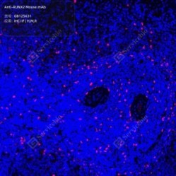 Anti-RUNX2 Mouse mAb - 100 µL