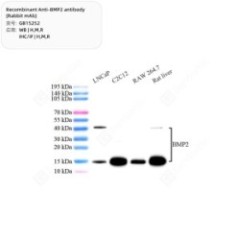 Recombinant Anti-BMP2...