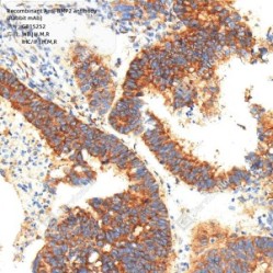 Recombinant Anti-BMP2 antibody (Rabbit mAb) - 50 µL