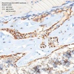 Recombinant Anti-BMP2 antibody (Rabbit mAb) - 50 µL