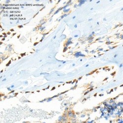 Recombinant Anti-BMP2 antibody (Rabbit mAb) - 50 µL