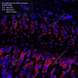 Recombinant Anti-BMP2 antibody (Rabbit mAb) - 50 µL