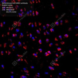 Recombinant Anti-BMP2 antibody (Rabbit mAb) - 50 µL