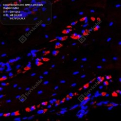 Recombinant Anti-BMP2 antibody (Rabbit mAb) - 50 µL