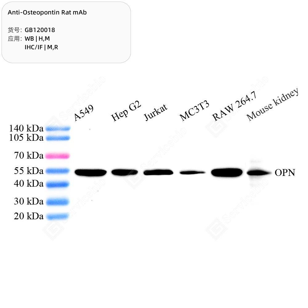 Anti-Osteopontin Rat mAb - 100 µL