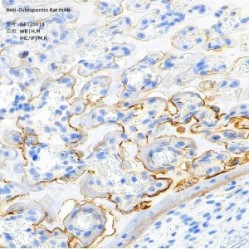 Anti-Osteopontin Rat mAb - 100 µL