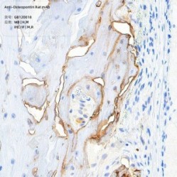 Anti-Osteopontin Rat mAb - 100 µL