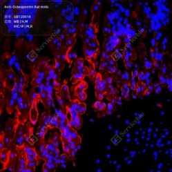 Anti-Osteopontin Rat mAb - 100 µL