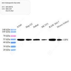 Anti-Osteopontin Rat mAb -...