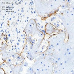 Anti-Osteopontin Rat mAb - 50 µL