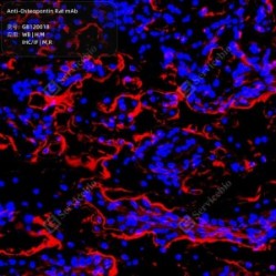 Anti-Osteopontin Rat mAb - 50 µL