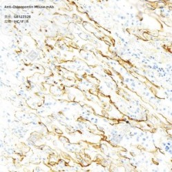Anti-Osteopontin Mouse mAb - 50 µL
