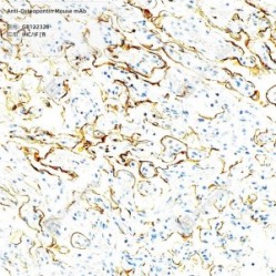 Anti-Osteopontin Mouse mAb - 50 µL