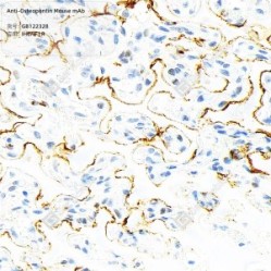 Anti-Osteopontin Mouse mAb - 50 µL