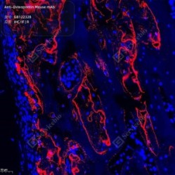 Anti-Osteopontin Mouse mAb - 50 µL