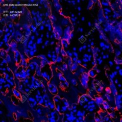 Anti-Osteopontin Mouse mAb - 50 µL