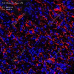 Anti-Osteopontin Mouse mAb - 50 µL