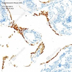 Anti-Osteocalcin Mouse mAb - 50 µL