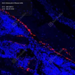 Anti-Osteocalcin Mouse mAb - 50 µL
