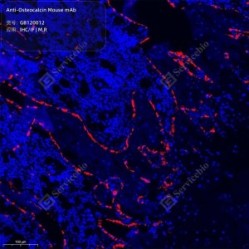 Anti-Osteocalcin Mouse mAb - 50 µL