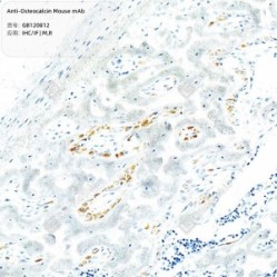 Anti-Osteocalcin Mouse mAb - 100 µL