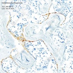 Anti-Osteocalcin Mouse mAb - 100 µL