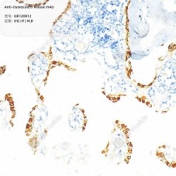Anti-Osteocalcin Mouse mAb - 100 µL
