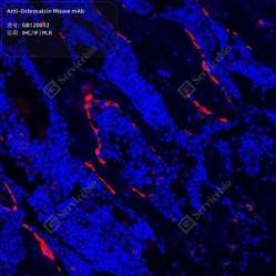 Anti-Osteocalcin Mouse mAb - 100 µL