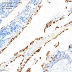Anti-Osteocalcin Mouse mAb...