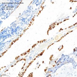 Anti-Osteocalcin Mouse mAb - 100 µL