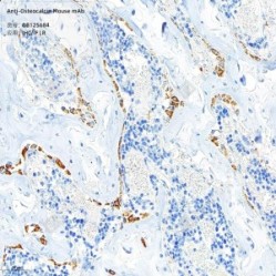 Anti-Osteocalcin Mouse mAb - 100 µL